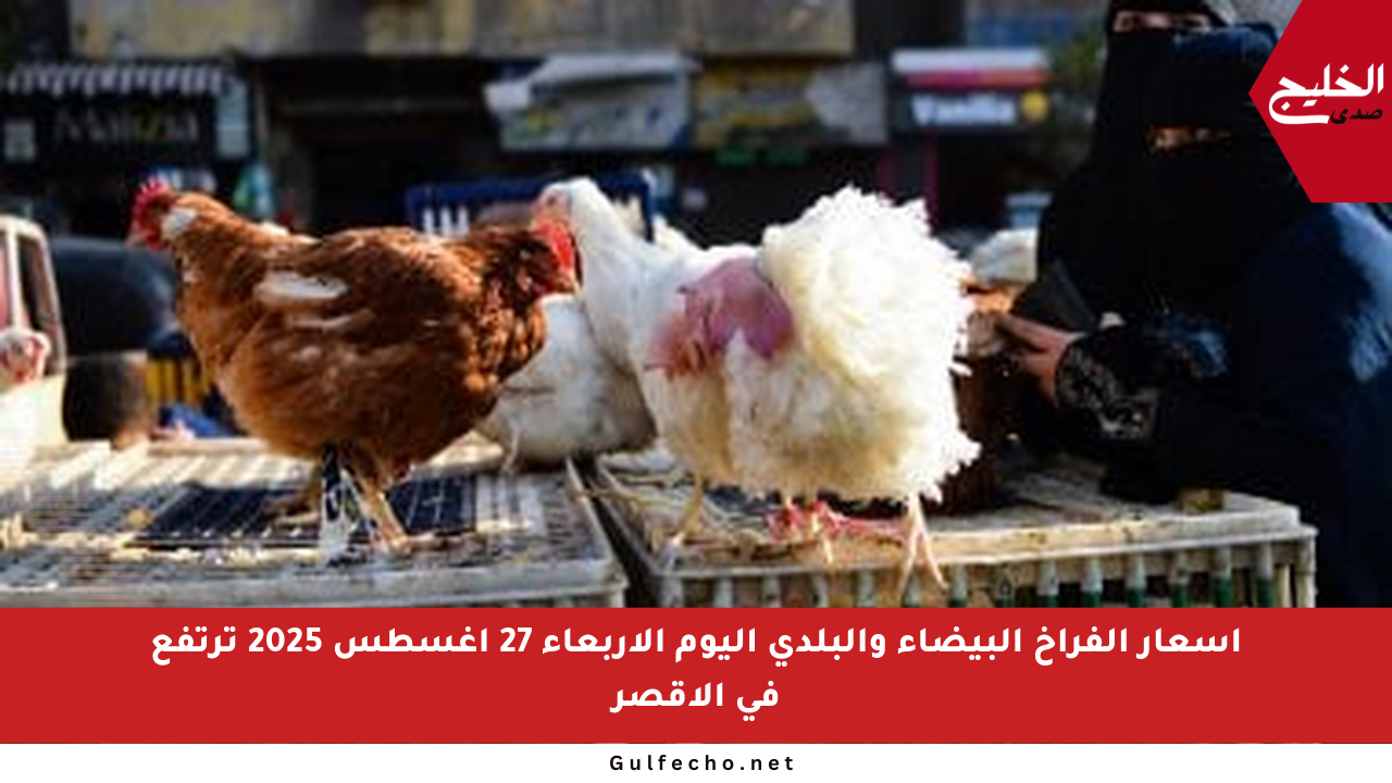 أسعار الفراخ البيضاء والبلدي اليوم الأربعاء 27 أغسطس 2025 ترتفع في الأقصر